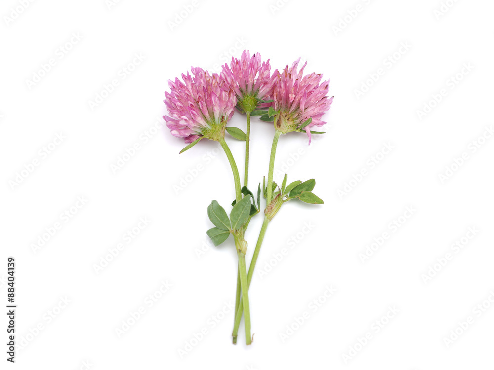 leaf clover flower on a white background leaf clover flower on a white background