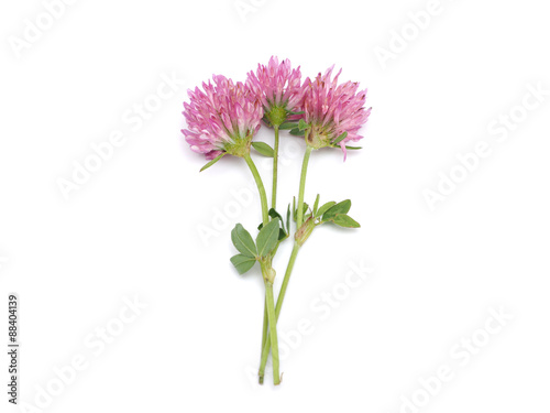 Fototapeta Naklejka Na Ścianę i Meble -   leaf clover flower on a white background