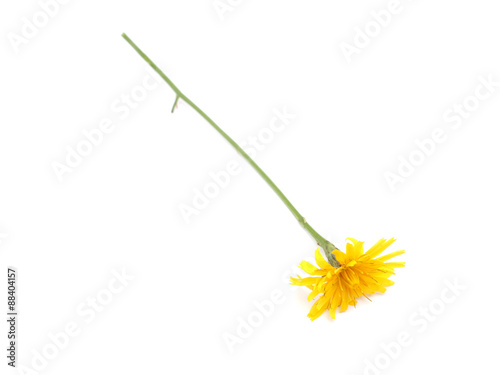  crepis flower on a white background photo