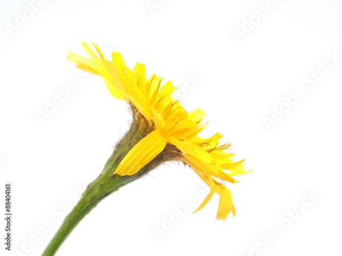  crepis flower on a white background photo