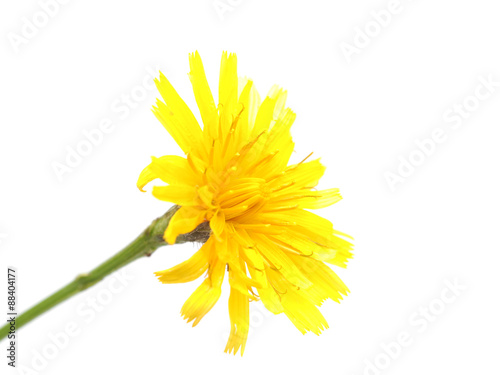  crepis flower on a white background