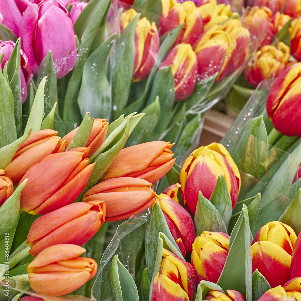 colorful tulips close up, natural background - strong bokeh colorful tulips close up, natural background - strong bokeh