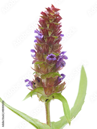 Brunella vulgaris on a white