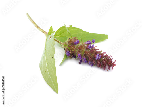 Fototapeta Naklejka Na Ścianę i Meble -  Brunella vulgaris on a white