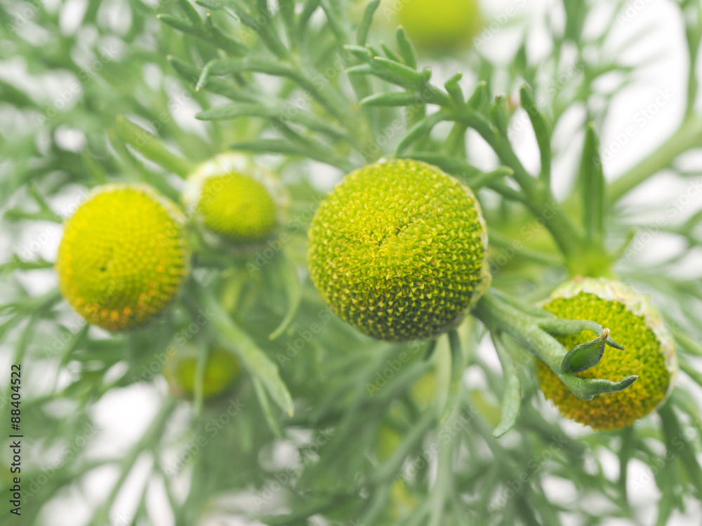 Herbs pineappleweed (Matricaria discoidea) on a white background Herbs pineappleweed (Matricaria discoidea) on a white background