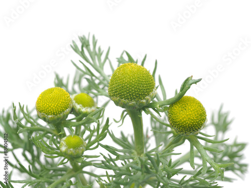 Herbs pineappleweed (Matricaria discoidea) on a white background photo