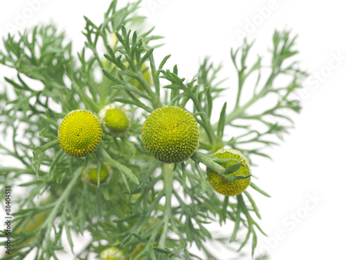 Herbs pineappleweed  Matricaria discoidea  on a white background