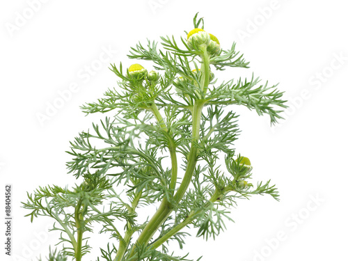 Herbs pineappleweed  Matricaria discoidea  on a white background