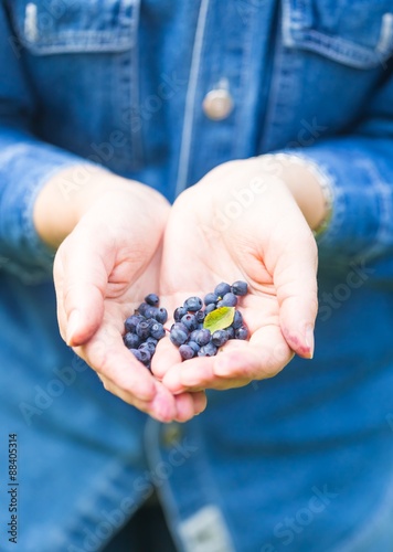 Picking blueberries