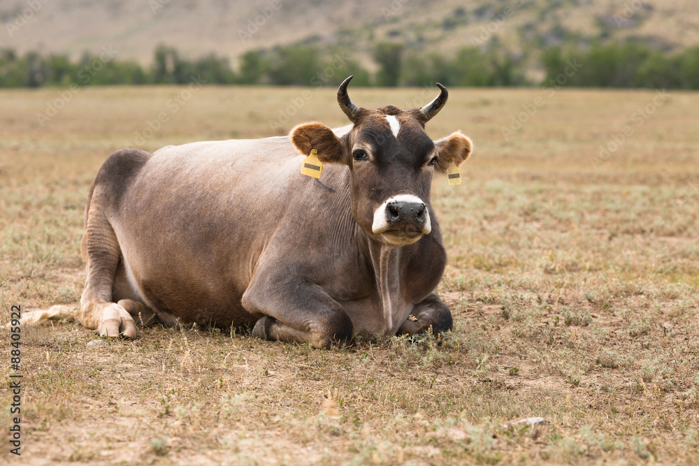 Cow lying on the meadow at the foot of the mountains Cow lying on the meadow at the foot of the mountains