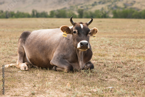 Cow lying on the meadow at the foot of the mountains