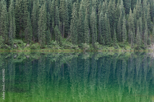 Fototapeta Naklejka Na Ścianę i Meble -  Green pine trees reflected in the water