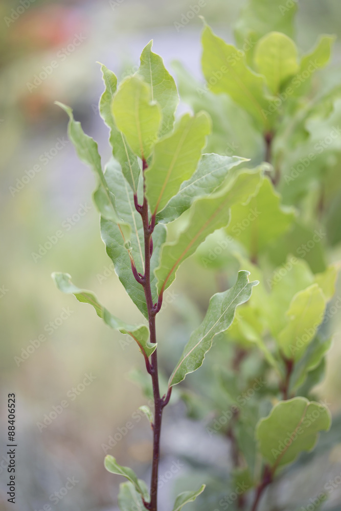 Naklejka premium Bay Laurel - Laurier Sauce