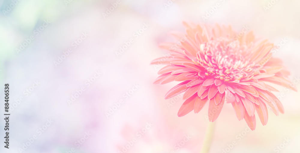 Beautiful gerbera flowers soft background 