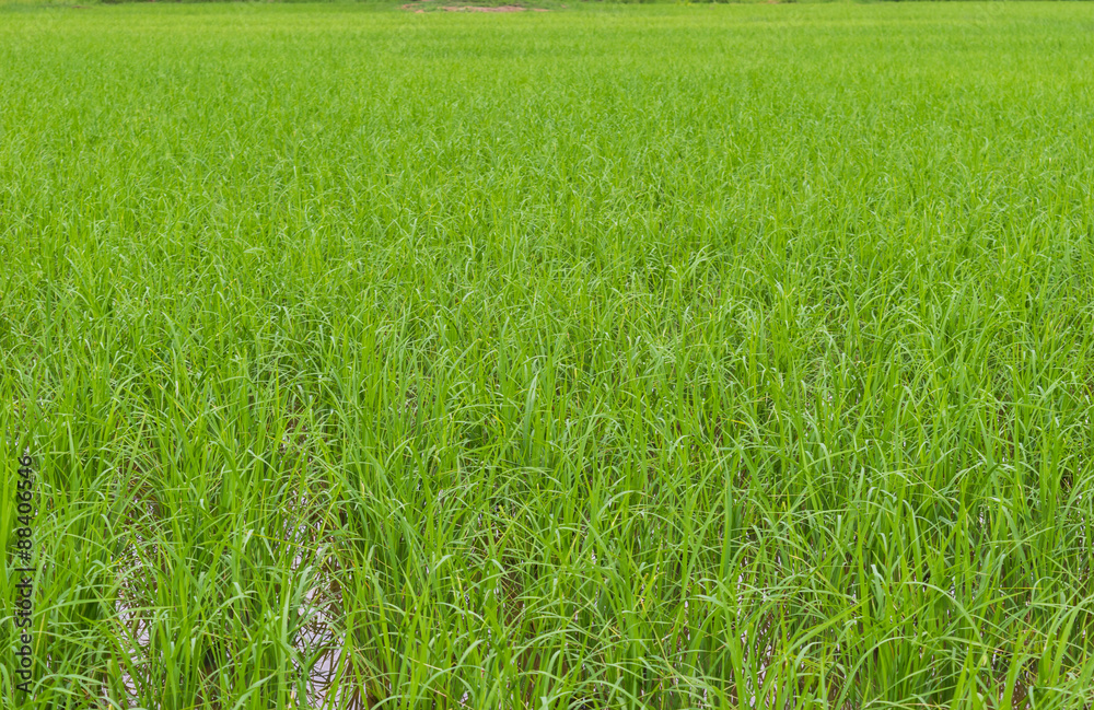 Obraz premium green paddy rice field background