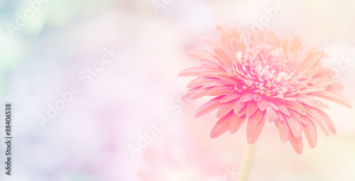 Beautiful gerbera flowers soft  background 
