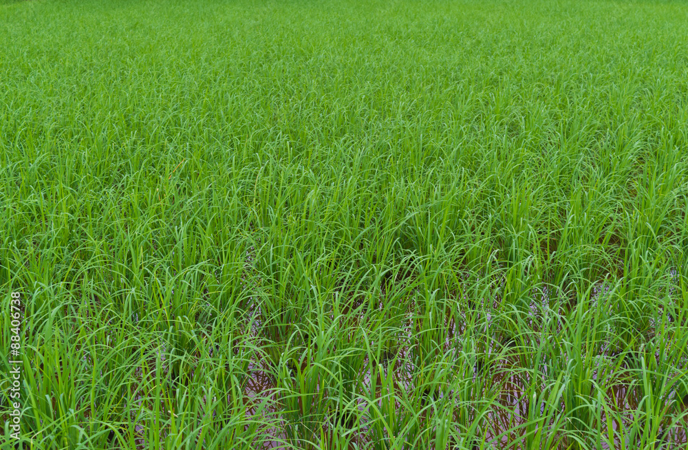 green paddy rice field background green paddy rice field background