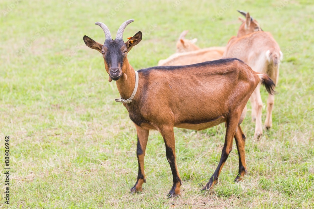 Goat on pasture. Animals on farm Goat on pasture. Animals on farm