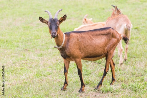 Goat on pasture. Animals on farm