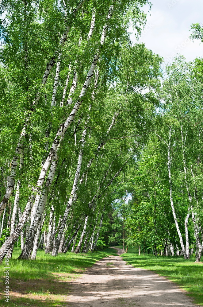 Obraz premium leśna droga w brzozowym gaju