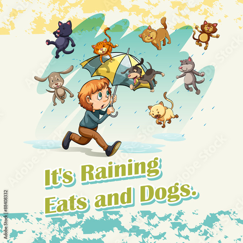 It's raining cats and dogs photo