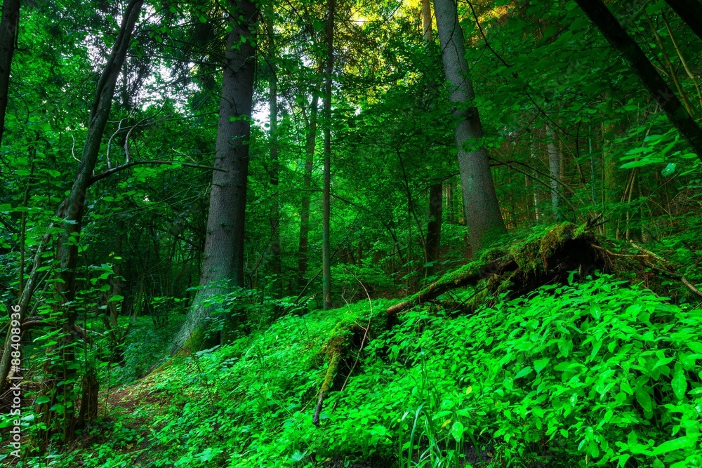 Fototapeta premium Beautiful summertime green forest near river Wadag