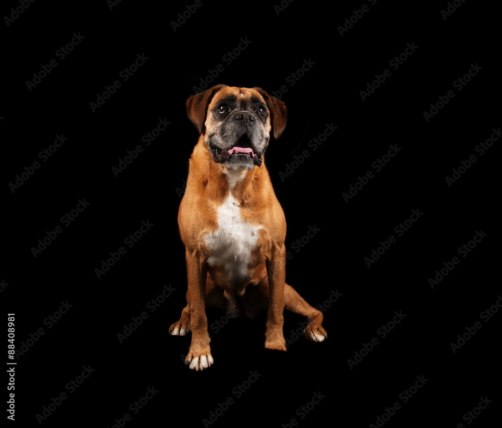 Boxer en studio sur fond noir