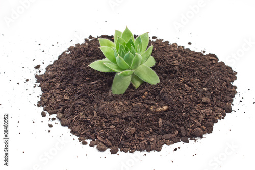 Humus soil pile with houseleek plant isolated on white