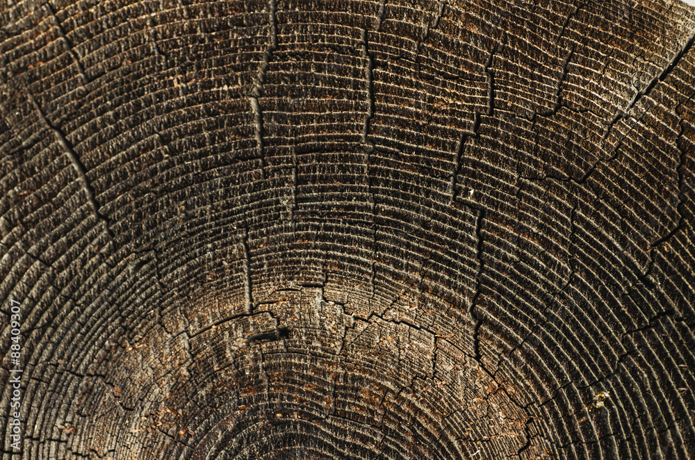 Fototapeta premium Old tree texture