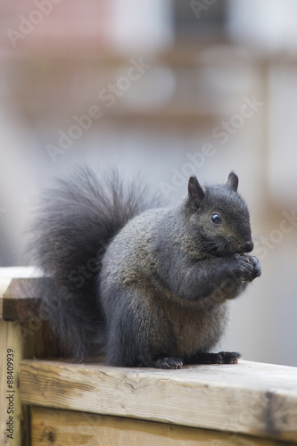 Black Squirrel © Nicola Gordon