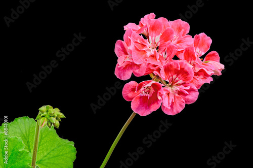 Fototapeta Naklejka Na Ścianę i Meble -  Red Pelargonium, Geraniums flowers, close up, gradient background.