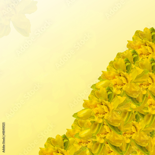 Fototapeta Naklejka Na Ścianę i Meble -  Yellow daffodils (narcissus) flowers, close up, colored background