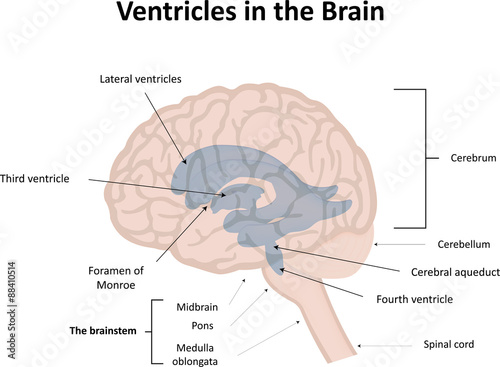 Ventricular System of the Brain With Labels photo