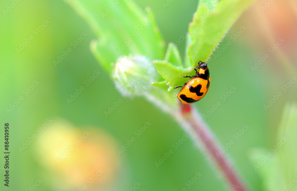 Red ladybug on green grass, Beauty In Nature. Red ladybug on green grass, Beauty In Nature.