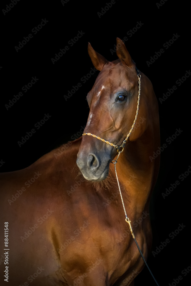 Portrait of beautiful red horse in halter isoletad on black background Portrait of beautiful red horse in halter isoletad on black background