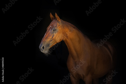 Portrait of beautiful red horse isoletad on black background