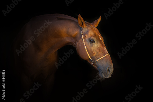Portrait of beautiful red horse in halter isoletad on black background