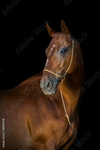 Portrait of beautiful red horse in halter isoletad on black background © callipso88
