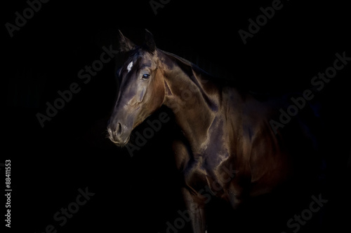 Black stallion portrait isolated on black background