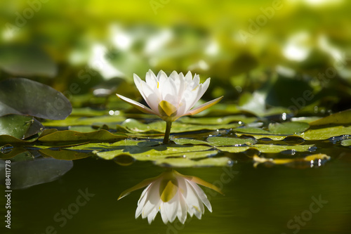 White waterlily in nature pond.