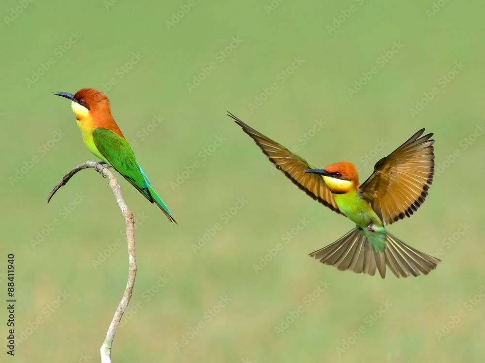 Obraz premium Bird (Chestnut-headed Bee-eaters) , Thailand