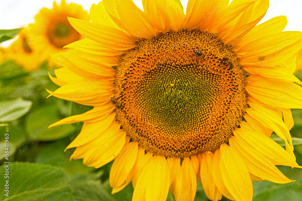 Naklejka premium Sunflowers head in bloom.