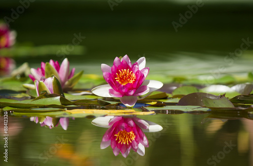 Pink beautiful waterlily in green pond