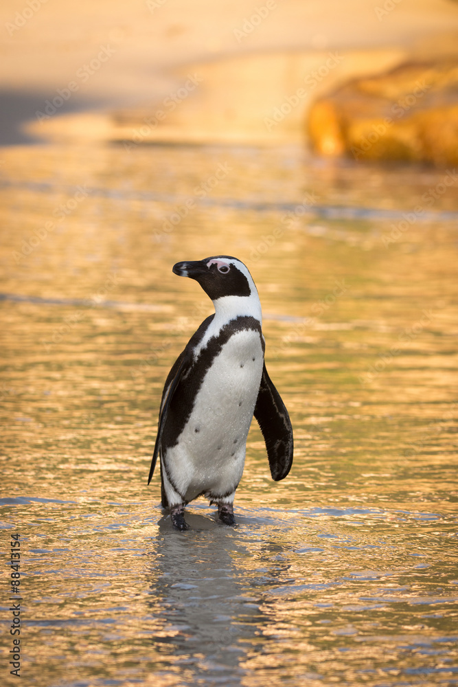 Fototapeta premium African penguin on the beach