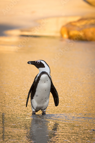 African penguin on the beach