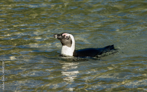 African penguin swimming in shallow water © Tony Campbell