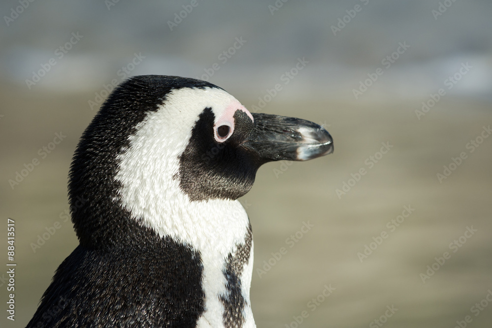 Naklejka premium African penguin portrait