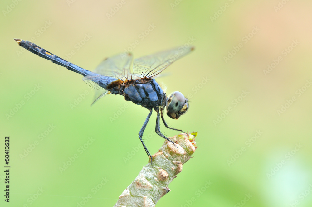 dragonfly dragonfly