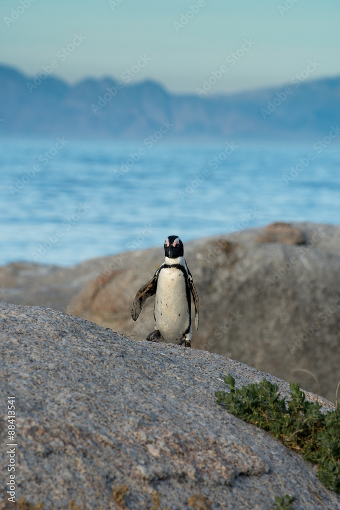 Fototapeta premium An African penguins on the beach
