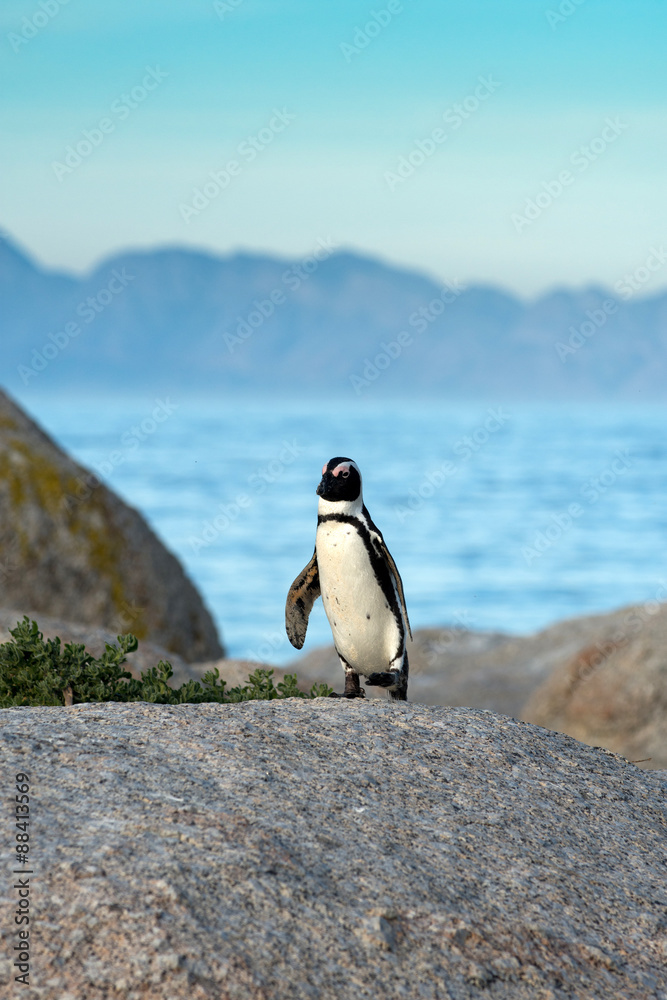 Obraz premium An African penguins on the beach